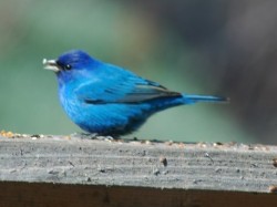 Indigo Bunting - picture by Mary Bryan